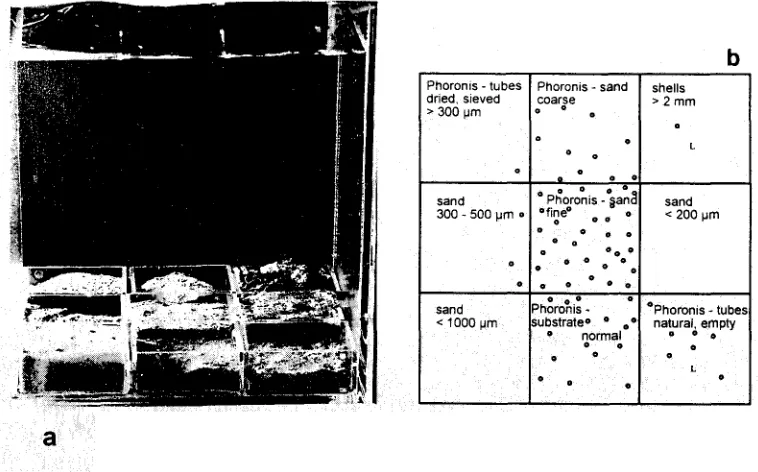 Fig. 6. Experiment to find the appropriate substrate for I00 Phoronis m~lleri metamorphose