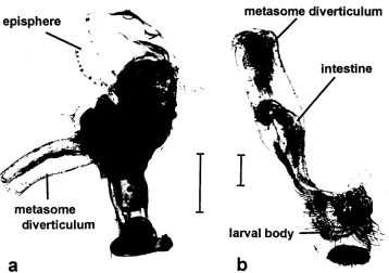 Fig. 7. Metamorphosis stages in larvae of Phoronis mfilleri. metamorphosis. The metasome diverticulum is evaginated in the direction of the episphere