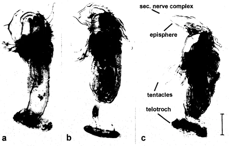 Fig. 1. Larva (Actinotrocha) of Phoronis mfil]eri, not activated (la), slightly activated (lb) and highly activated by bacteria or cations (lcL Scale bar 500 ttm 