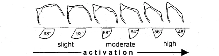 Fig. 2. Shape of the episphere of the larva of Phoronis mfilleri form due to contraction of the episphere muscles caused by activation by bacteria or cations