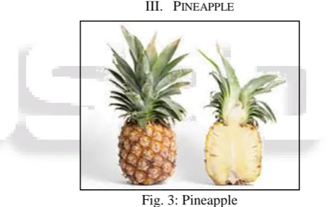 Fig. 3: Pineapple 