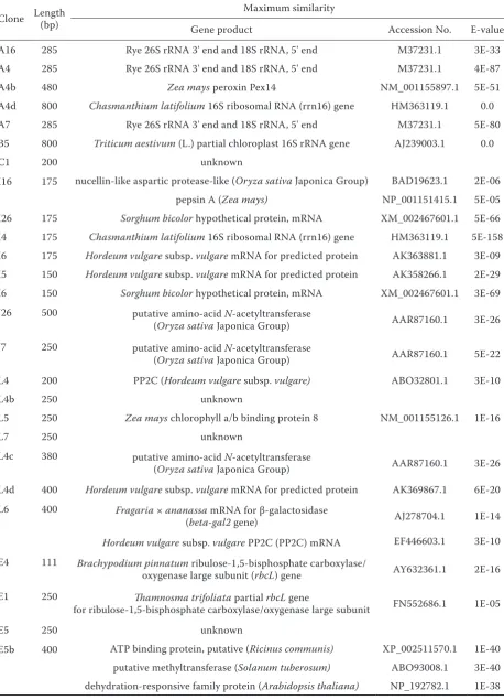 Table 3. Similarities between the nucleotide and deduced amino acid sequences of the differentially expressed clones and sequences in databases; in total, 36 TDFs with the strongest signal were chosen for cloning and sequencing