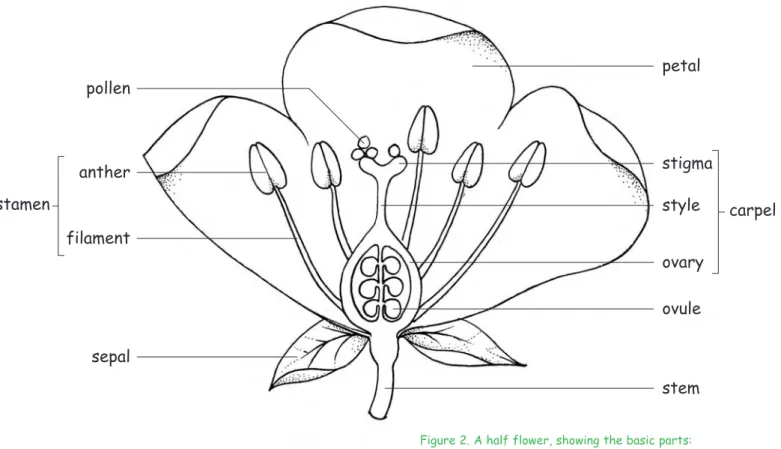 Figure 2. A half flower, showing the basic parts: