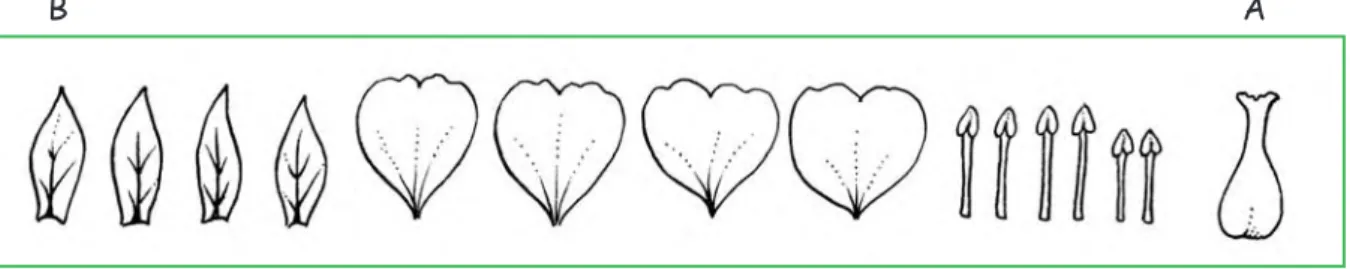 Figure 5. Drawing of a dissected flower, prepared using Method 1, showing the loop after it has been cut, turned over and stuck down
