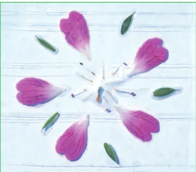 Figure 7. Photograph of pink geranium with parts displayed as described in Method 3. The flower parts have been arranged on a sticky square of strips of Sellotape and covered with sticky-backed plastic