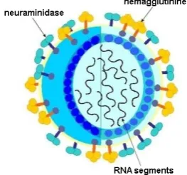 Fig. 1. An overview of the structure of Influenza A virus.  
