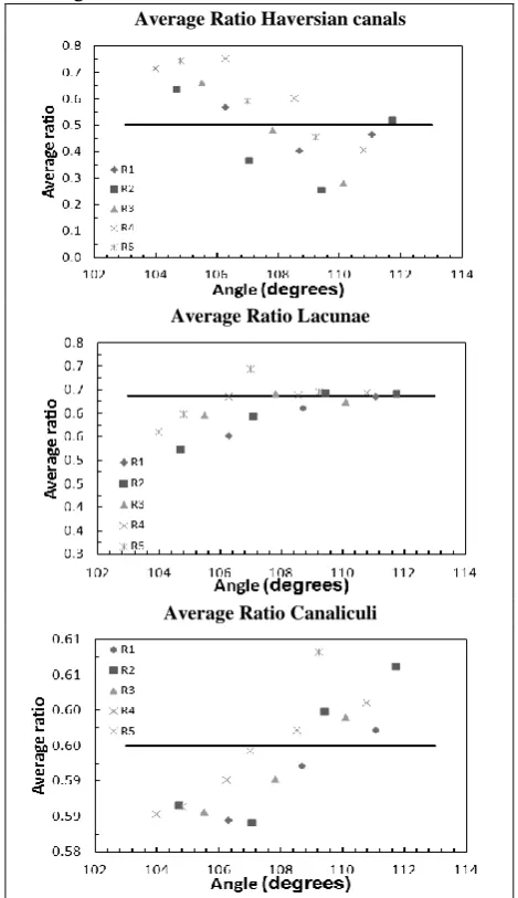 Fig. 8 The perimeter of the Haversian canals, lacunae and canaliculi vs. R(cm) for all angles: ϴ1=104.4817, ϴ2=105.9967, 