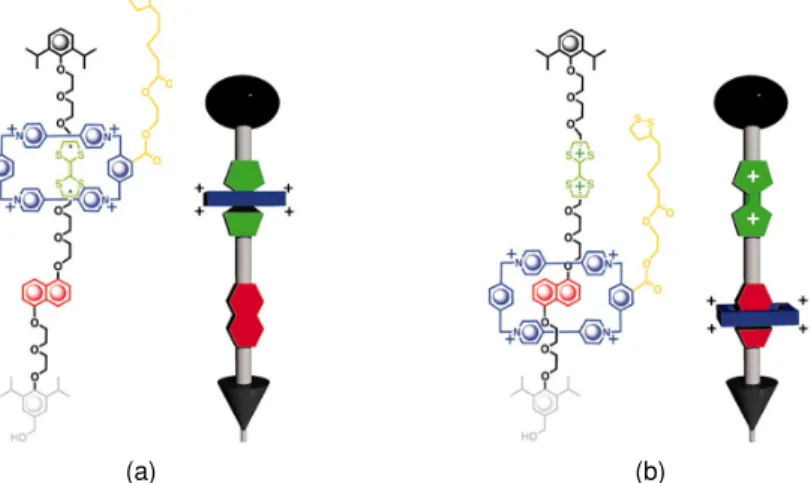 Figure 12.5. Bi-stable rotaxane, with the atom ring over the positive and negative endpoints of the barbell, figures from “Evaluation of synthetic and linear motor-molecule actuation energetics”, http://www.pnas.org/content/103/23/8583.figures-only