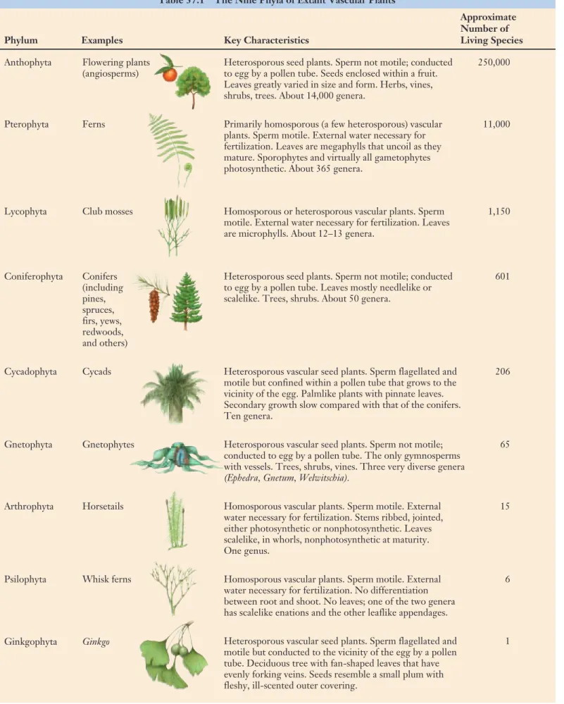 Table 37.1 The Nine Phyla of Extant Vascular Plants