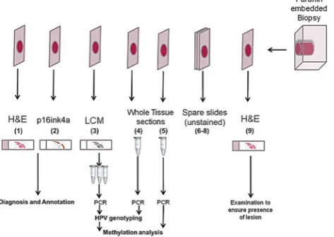 Figure 3Sandwich sectioning of formalin-fixed,sections mounted on slides, 3 µm sections; (9) last H&E slide,3 µm section
