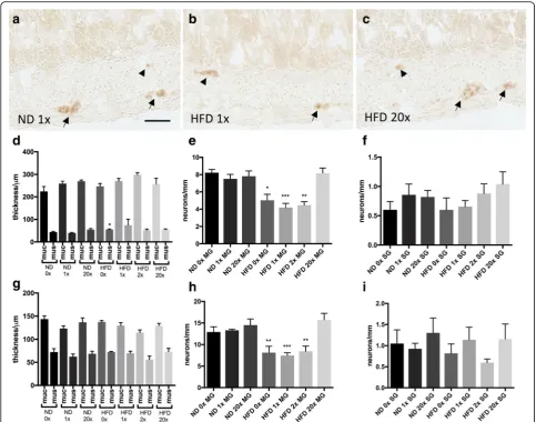 Fig. 1 Effects of dietary vitamin D supplementation on high fat diet induced enteric neuronal loss and intestinal morphometric