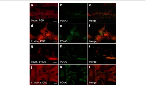 Fig. 3 Localisation of PDIA3 in mouse and primary cultures of myenteric neurons. Representative micrographs of ileum of normal diet 1x vitaminPDIA3 is expressed in enteric glia