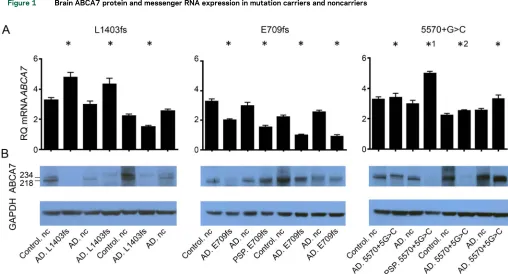 Figure 1Brain ABCA7 protein and messenger RNA expression in mutation carriers and noncarriers