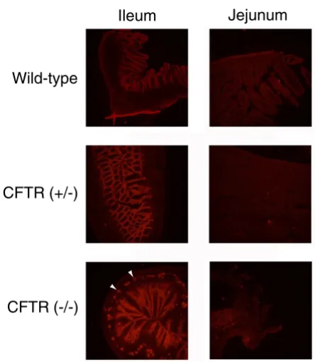 Figure 4Staining of IBAT protein in the Ileal Mucosal Brush Borderfrom Wild-Type, Heterozygous and Cystic Fibrosis Mice