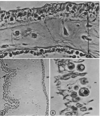 Fig. 4: Light micrograph of the oral disc of Zoanthus sociatus. Fig. 5- Light micrograph of the body wall of electron microscopy shows the presence of extensive microvillation, epi = epidermis; m = The epithelium is ciliated and mesoglea; g = gastroderm; zx = zooxanthella, (660:1) Zoanthus sociatus, c = cuticle; between the 