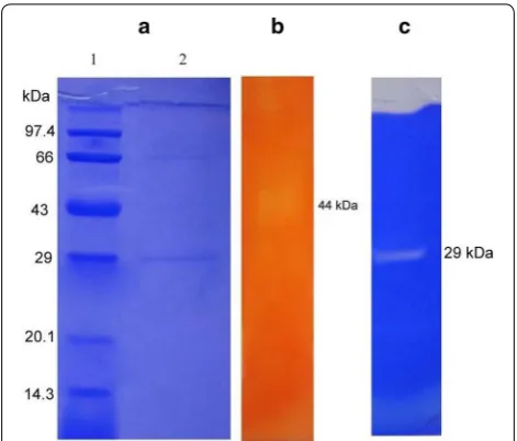 Fig. 3 Electrophoresis analysis of the crude enzyme from B. subtilis IND19 (Lane 1: Protein marker, Lane 2: crude protein lysate) (a); Zymogram analysis of the crude enzyme for CMCase activity (b) and Zymogram analysis of the crude enzyme for protease activity (c)