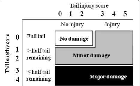 Figure 1 Suggested tail damage scale classes (no, minor andmajor damage) for benchmarking purposes in practice, basedon tail length and injury scores used in research
