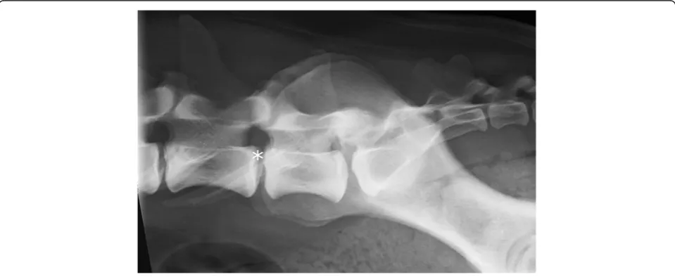 Figure 4 A laterolateral radiograph of a German shepherd dog with a lumbosacral transitional vertebra of type 3 on the left and type2 on the right side