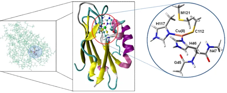 Figure 2. The ONIOM model consists of 1927 atoms with 56 active site atoms in the 