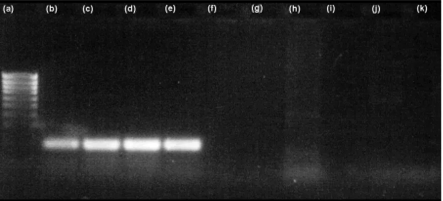 Fig. 2. Detection of the lectin gene in soybean DNA (a) DNAladder. (b) reaction control, (c) leaf DNA, (d) seedling DNA,(e) flour DNA, (f) positive control – Hanse Analytik, (g)template-free, (h) DNA ladder