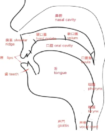 Fig. 1 Speech (articulatory) organs 