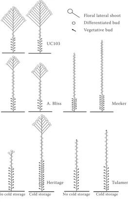 Table 3. Effect of cold on flowering of the three primocane genotypes