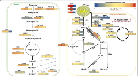Fig. 7 Working model for the genes/gene networks involved in fatty acid and TAG biosynthesis in flowering (Seed 14 DAF) and at 16–21 DAF (seed 21 DAF) as well as in leaf tissues