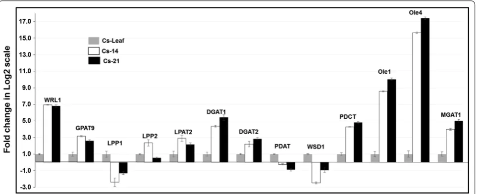 Fig. 8 Expression of TAG biosynthesis-associated genes in Camelina developing seeds and leaf measured by qRT-PCR