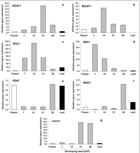 Fig. 1 Expression profiling of selected Camelina TAG-associated genes. DGAT1 (a), MGAT1 (b), PDCT (c), WRl1 (d), PDAT1 (e), WSD1 (f), and LPAT3 (g) examined by quantitative real-time PCR in different camelina tissues; developing seeds, leaves, and flower t