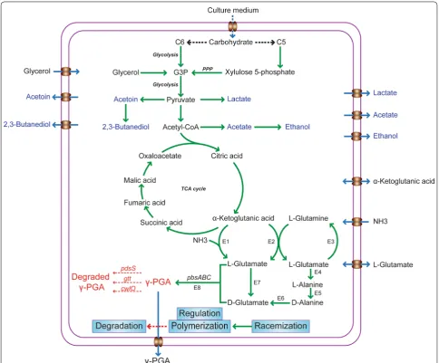 Fig. 1 Microbial biosynthesis of γ-PGA [conversion, 8, 10]. Types of substrates in the culture medium were mostly a variety of biomass materials, cane molasses, agro-industrial wastes, which could be degraded into C6 and C5 compound, entering into the main
