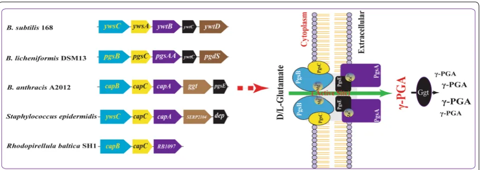 Fig. 2 Arrangement of genes encoding γ-PGA synthetase and γ-PGA peptidase complexes in various species