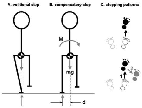 Figure 1stepsControl of lateral stability during forward and backward Control of lateral stability during forward and back-ward steps