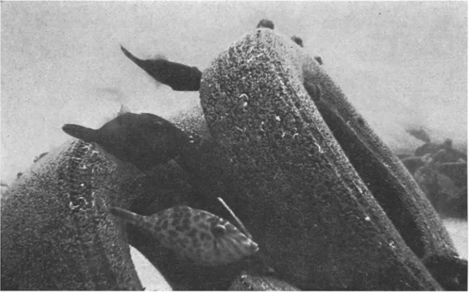 Fig. 5: A group of leatherjacket, Navodon convexirostris, feeding on recently settled Balanus trigonus on one of the tyres of the artificial reef 