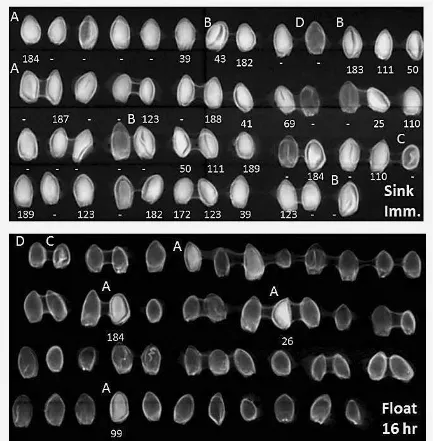 Fig. 2. X-ray images and number of days to germination of Corylopsis coreana seeds that sank immediately (upper image) or floated after immersion in water for 16 h (lower image)