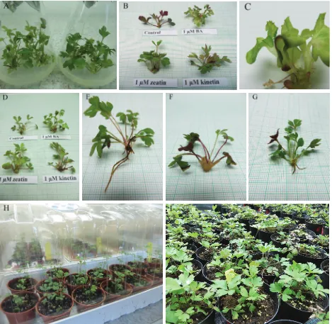 Fig. 1. Plant regeneration of snowdrop anemone. (A) bulking of stock material on PGR-free medium (left AS2 clone, right AS4 clone); (B) adventitious shoot regeneration on shoot induction media (MS medium with 0 or 1 µM BA, zeatin or kinetin) of the AS4 clone after three weeks; (C) detail of malformed leaves of the AS4 clone grown on medium with 1 µM BA; (D) adventitious shoot regeneration on shoot induction media (MS medium with 0 or 1 µM BA, zeatin or kinetin) in the AS2 clone after three weeks; (E) rooted shoot of the AS4 clone on PGR-free medium after three weeks; (F) callus induction in an unrooted shoot of the AS4 clone on medium supplemented with NAA after three weeks; (G) rooted shoot of the AS4 clone on medium supplemented with NAA and AC after three weeks; (H) acclimatisation of rooted plantlets in the culture room; (I) young plants in the cold frame
