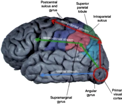 Figure   1.1:      Aclassical   subdivision   of   the   hand   motor   network:   Prehension,   our   capability   to   grab   an   object,   has   been   traditionally   decomposed   into   a   reaching   component,   which   co