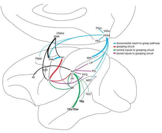 Figure   1.5.   Anatomical   connections   between   nodes   of   the   monkey‘s   hand   motor   network