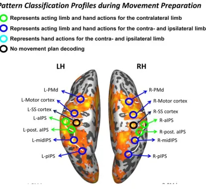 Figure   1.10:   Planning   phase,   decoding   of   hand   used   and   type   of   action   planned