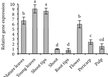 Fig. 1. Τotal AsA (tAsA) (reduced + oxidized AsA) content  of the organs of cv. Conchita tomato plants