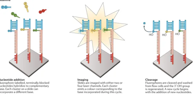 Fig. 2.3 Illumina sequencing. Main steps involved in the Illumina sequencing process. Image taken from [23].