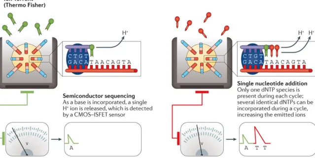 Fig. 2.4 Ion Torrent sequencing. Main steps involved in the Ion Torrent sequencing process.