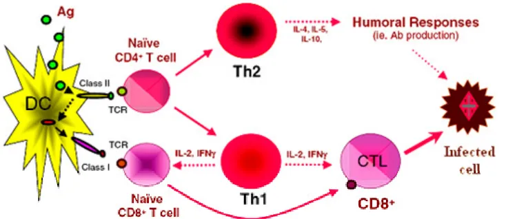Figure 2: Role of Dendritic cells (DCs) in specific immunity 