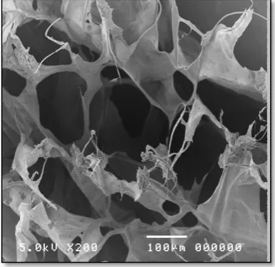 Fig 2.  Porous scaffold specimen 