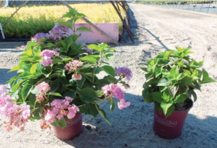 Figure 4. Uniformity of the spray application is critical to the quality of the  crop