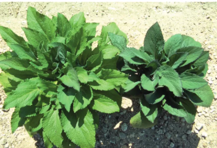 Figure 2. Digitalis ‘Foxy’ untreated (left) and treated with 15 ppm unicon- unicon-azole (right)
