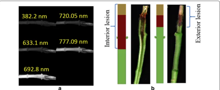 Fig. 2  a An example of a soybean stem imaged at different hyperspectral wavelengths. b RGB image of the disease progression comparison  between interior and exterior region of soybean stem