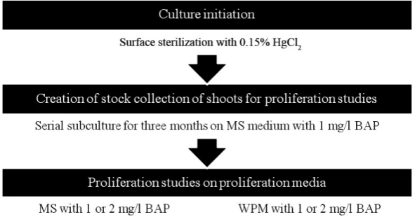 Fig. 1. Stages of micropropagation