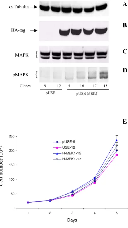 Figure 9in vitro transfectant (H-MEK1-5, H-MEK1-15, H-MEK1-16 and H-MEK1-17) clones were grown and total cell lysate was prepared for Western blot analysis as described under Experimental Procedures