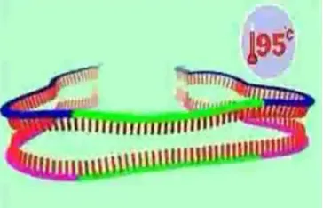 Figure 1:  Examples of double stranded DNA images. 