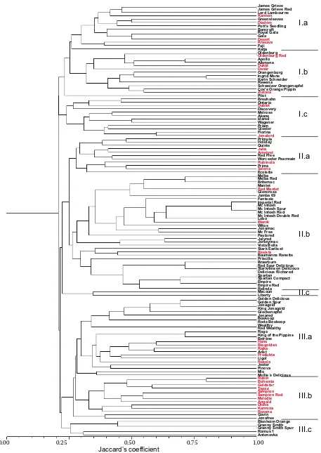 Fig. 1. Dendrogram of 130 apple cultivars revealed by software NTSYS-pc v. 2.11V cluster analysis determined using  89 SSR markers of ten microsatellite loci